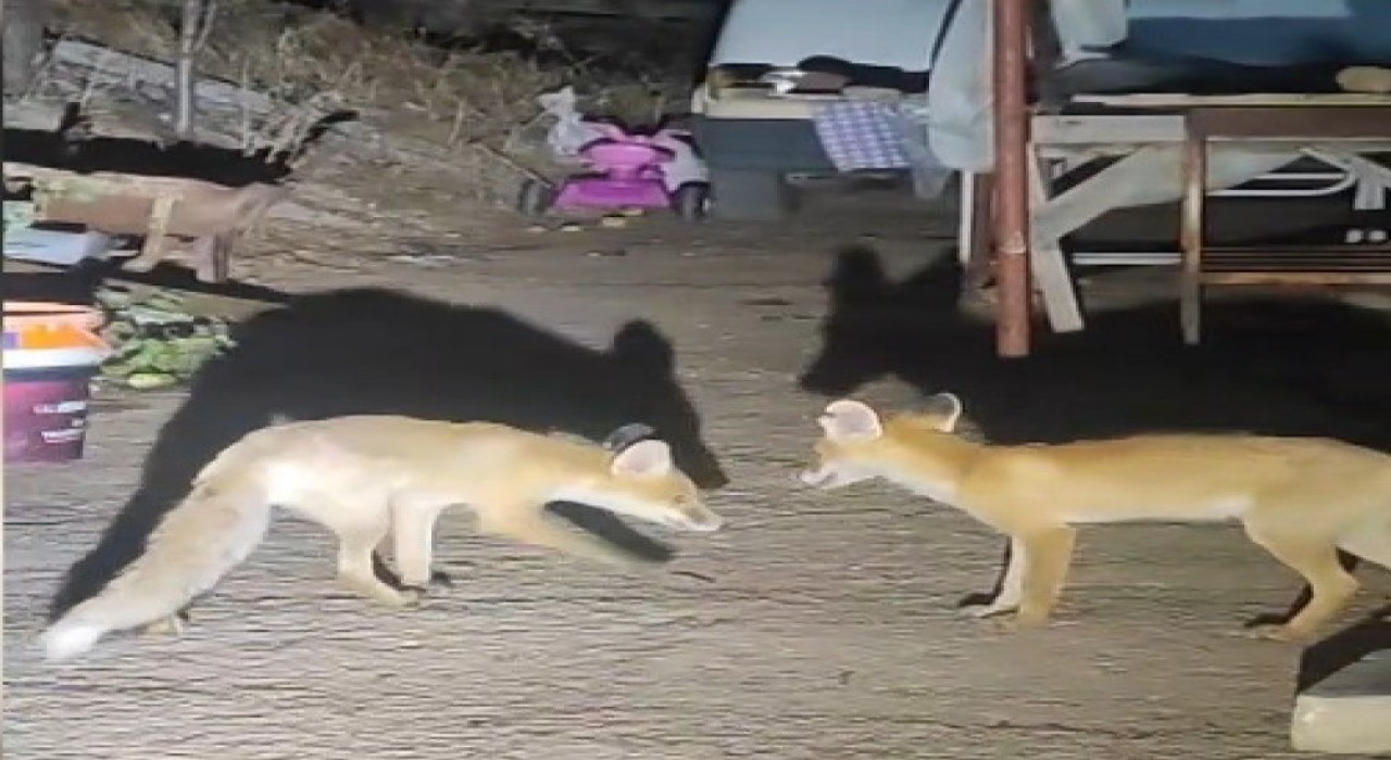 İki tilki akşamları bu evin misafiri