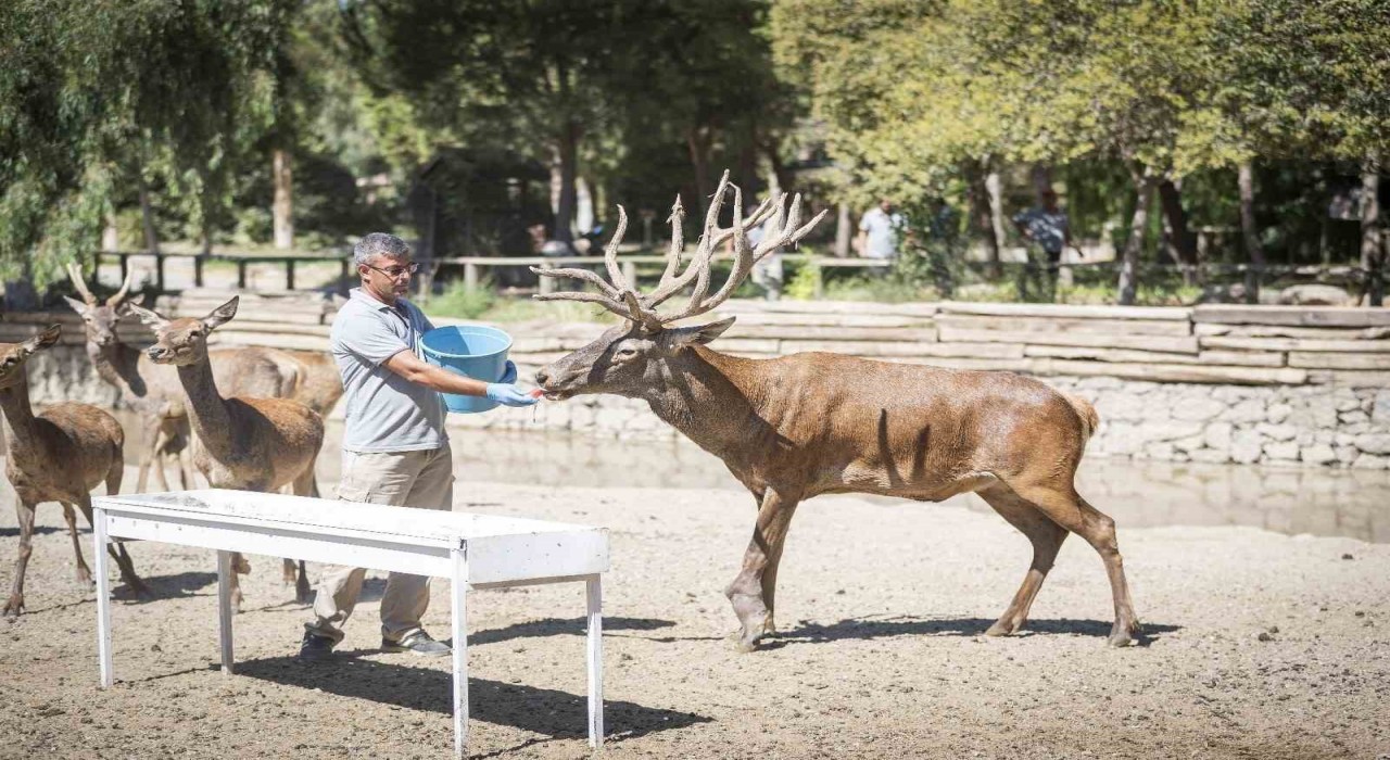 İyileşen kızıl geyik yeni yuvasında
