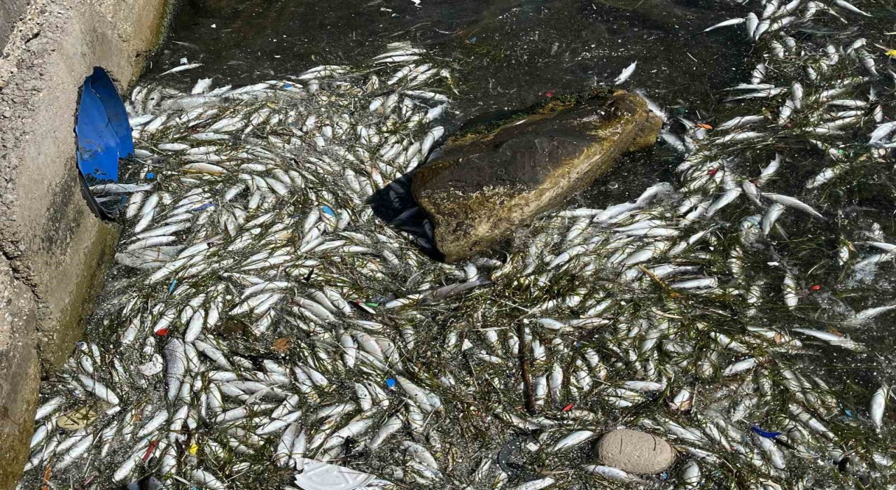 İzmir Körfezinde balık ölümleri yeniden başladı