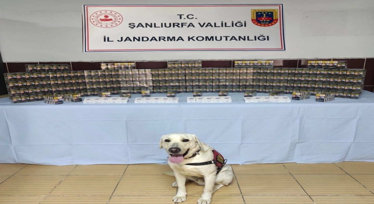 Jandarma bin 320 paket kaçak sigara ele geçirdi