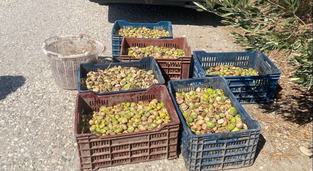 Jandarmadan incir hırsızlarına suçüstü