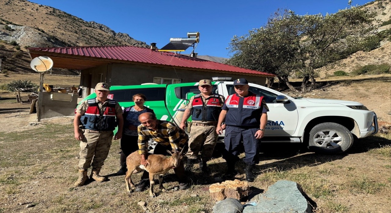 Jandarmadan yaralı yaban keçisine yardım eli