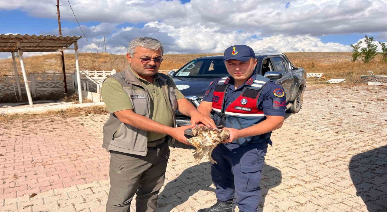 Jandarmanın dikkati yardıma muhtaç olan şahini kurtardı