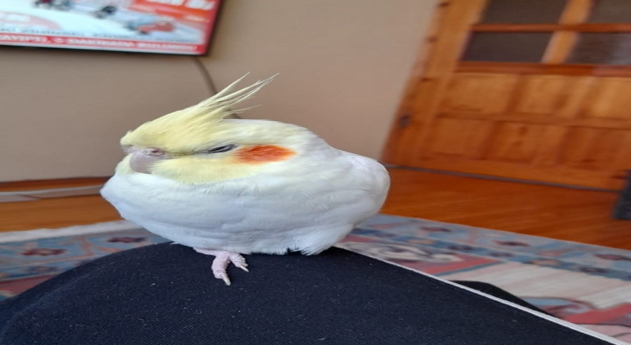 Kaçan sultan papağanı Paşayı bulana ödül verilecek