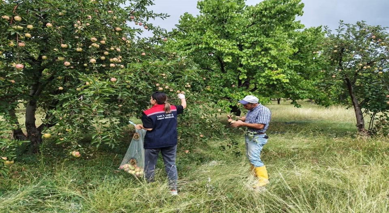 Kağızmanda elma bahçelerinde Pestisit denetimi
