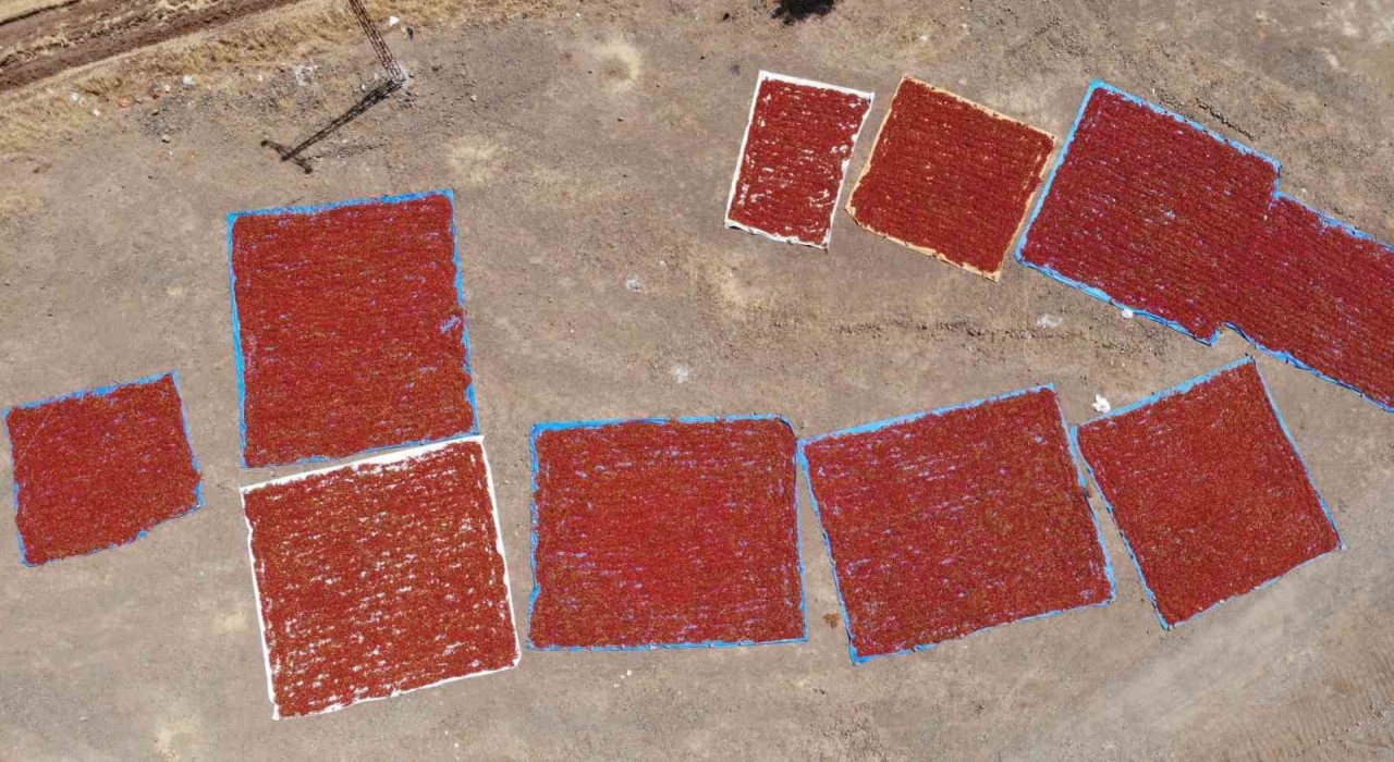 Kahramanmaraşta coğrafi işaretli biberde hasat başladı