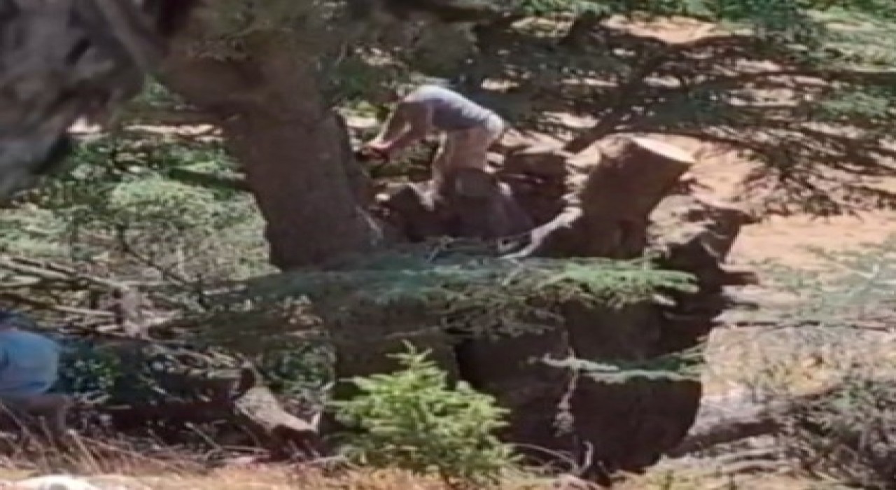 Kahramanmaraşta ormanlık alanda ağaç kesen 2 kişi yakalandı