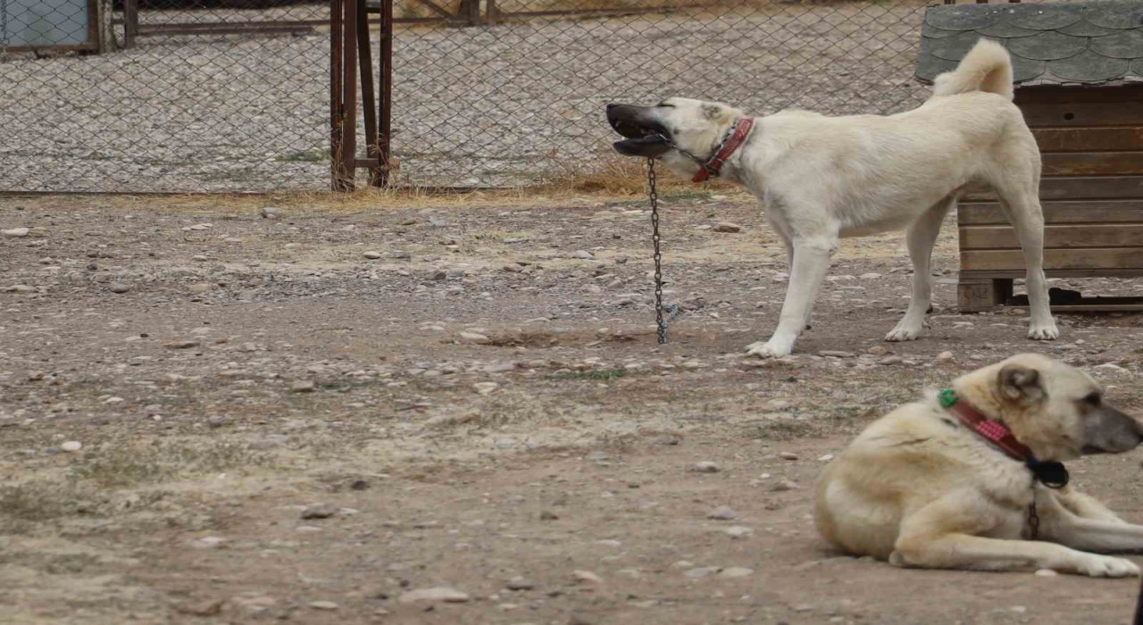 Kangallar, kış aylarında ezeli düşmanları aynı zamanda kuzenleri olan kurtların özelliklerini gösteriyor