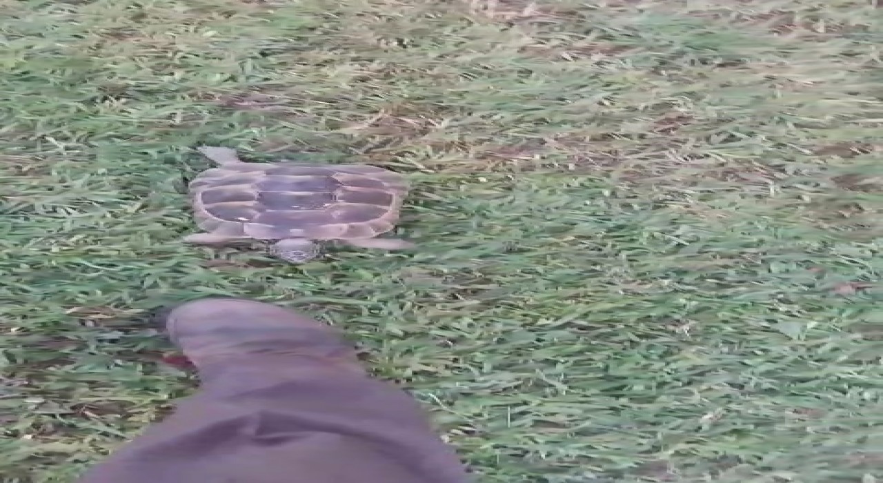 Kaplumbağa ve bahçıvanın dostluğu kıskandırdı