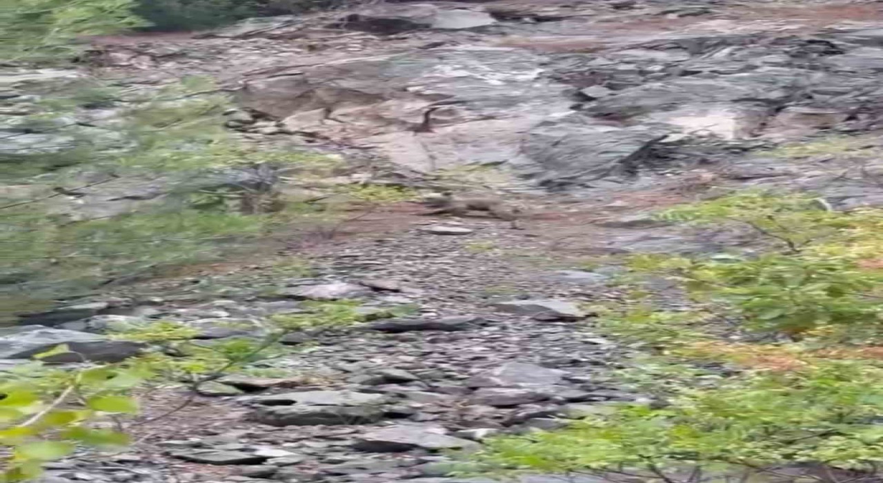 Karabükte ayılar cep telefonu kamerasıyla görüntülendi