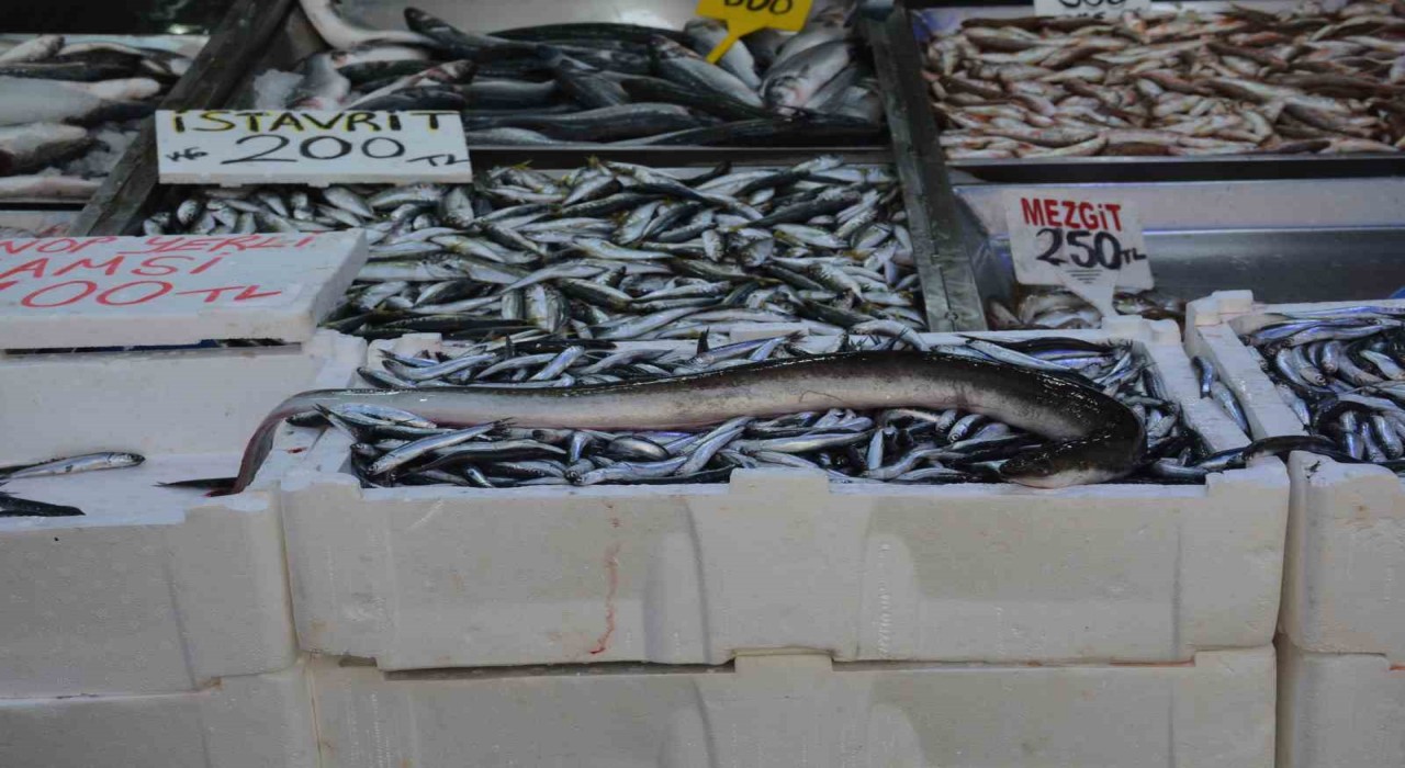 Karadenizde nadir görülen yılan balığı yakalandı