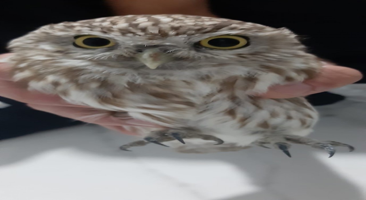 Karapınarda bulunan yaralı baykuş koruma altına alındı