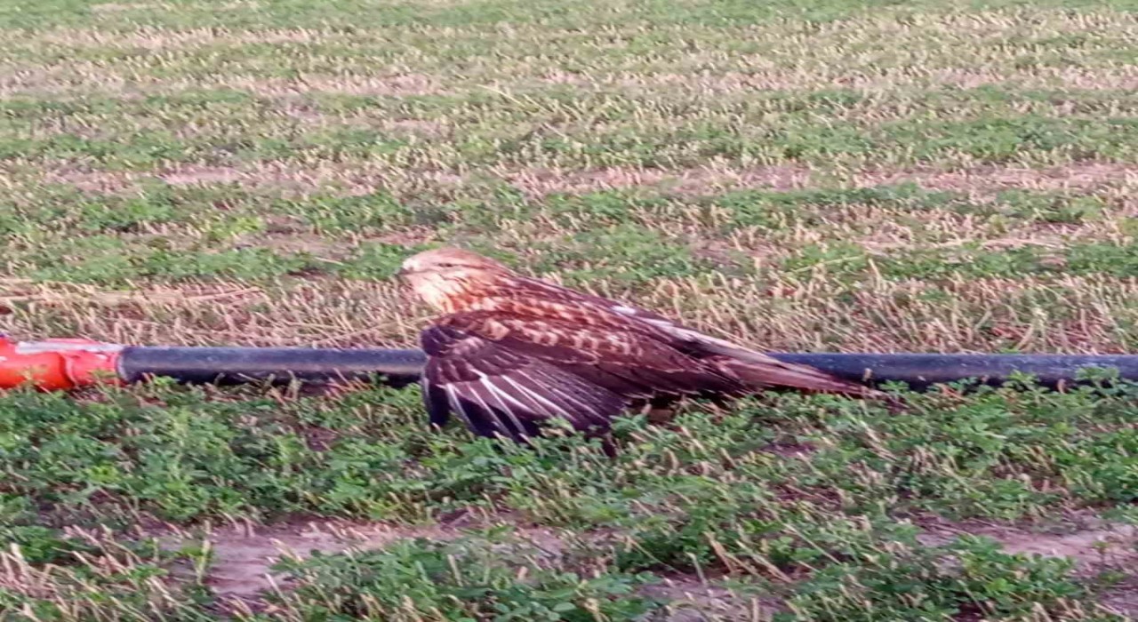 Karapınarda yaralı halde bulunan Kızıl Şahin koruma altına alındı