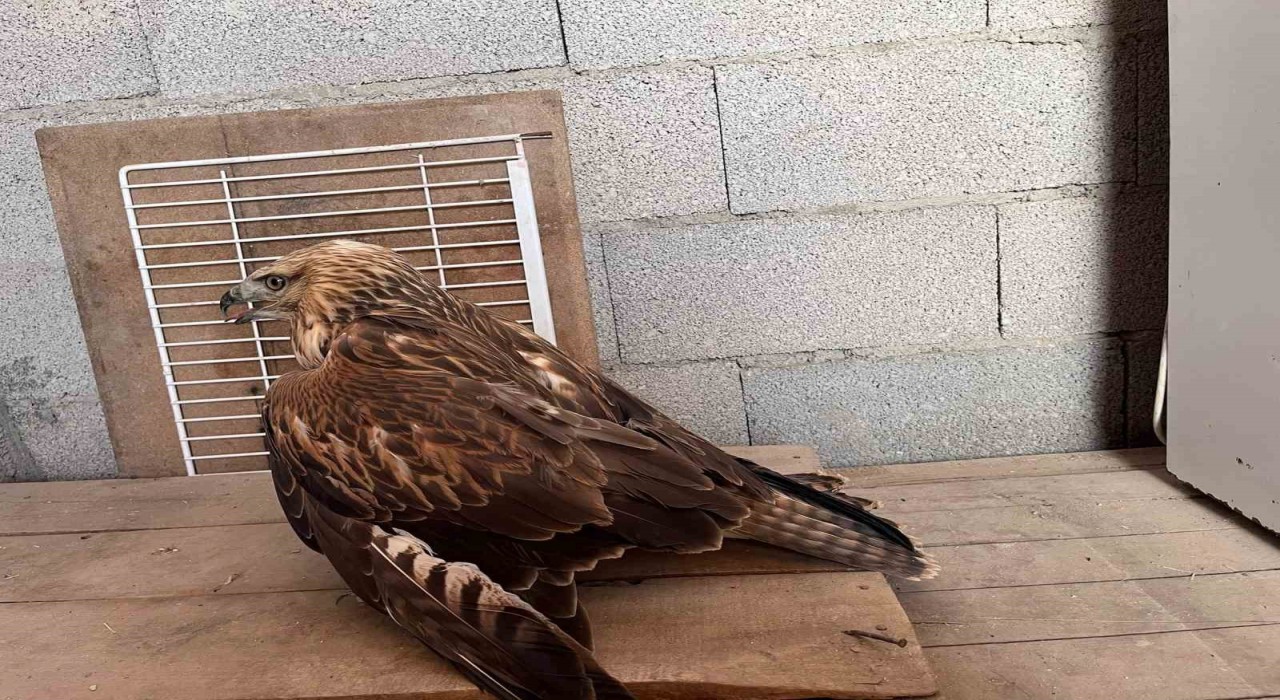 Karapınarda yaralı kızıl şahin bulundu