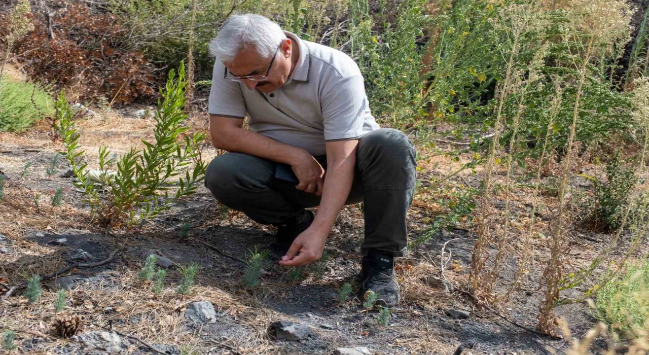 Karşıyaka Yamanlarda yanan ormanlar yeşeriyor