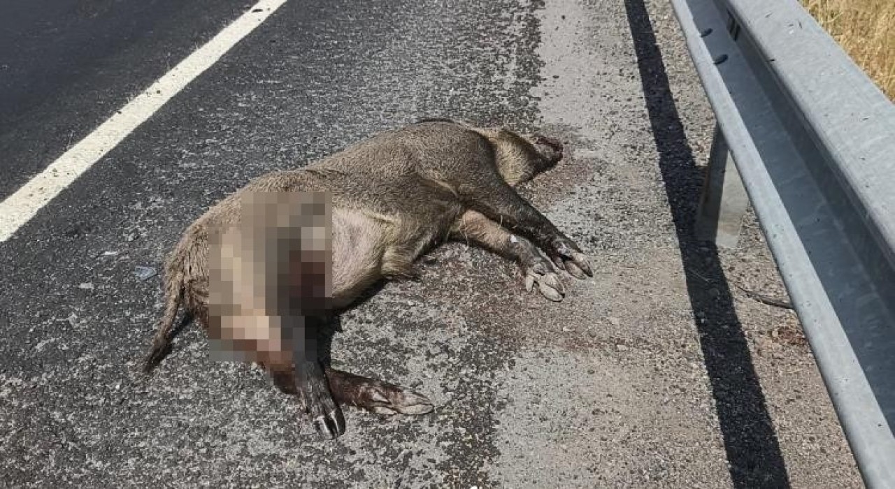 Karsta aracın çarptığı domuz telef oldu