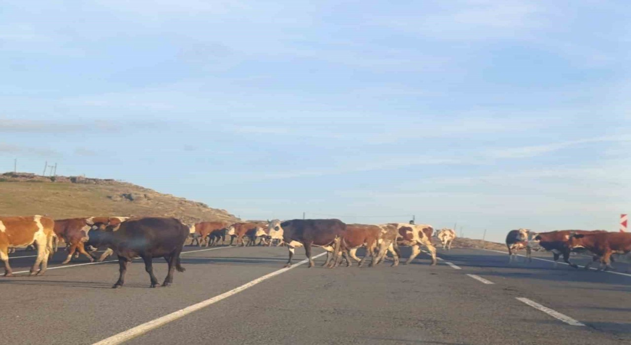 Karsta karayoluna çıkan büyükbaş hayvanlar trafiği aksattı