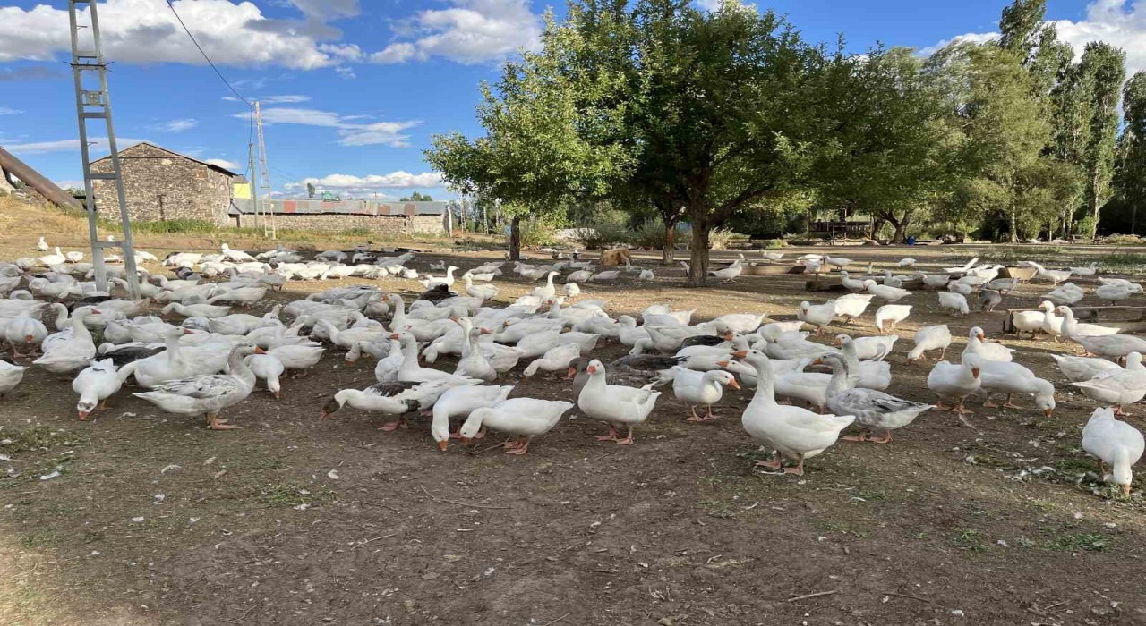 Karsta kazlar kesime hazırlanıyor: Sofralık lezzet için geri sayım başladı