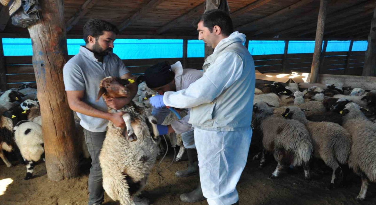 Karsta küçükbaş hayvanlara kayıt altına alınıyor