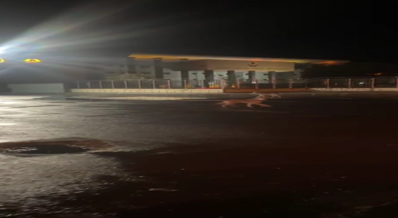 Karsta kurtlar şehir merkezine indi