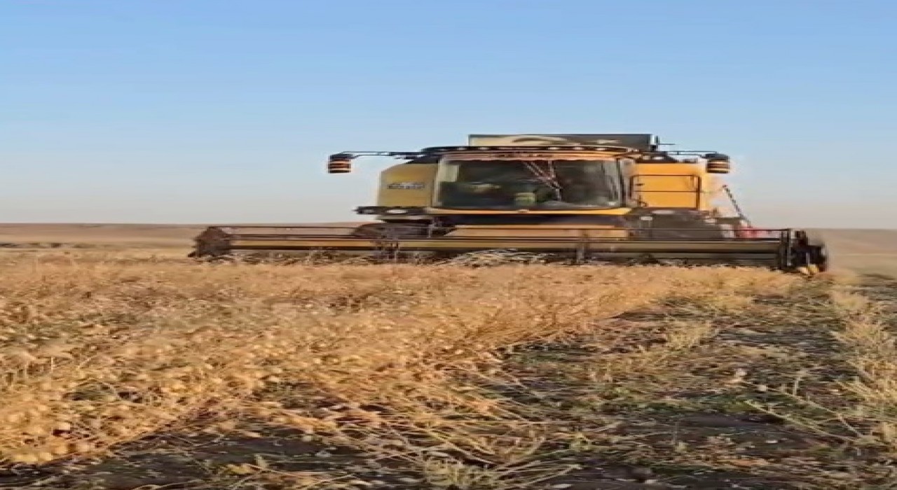 Karsta nohut hasadı başladı