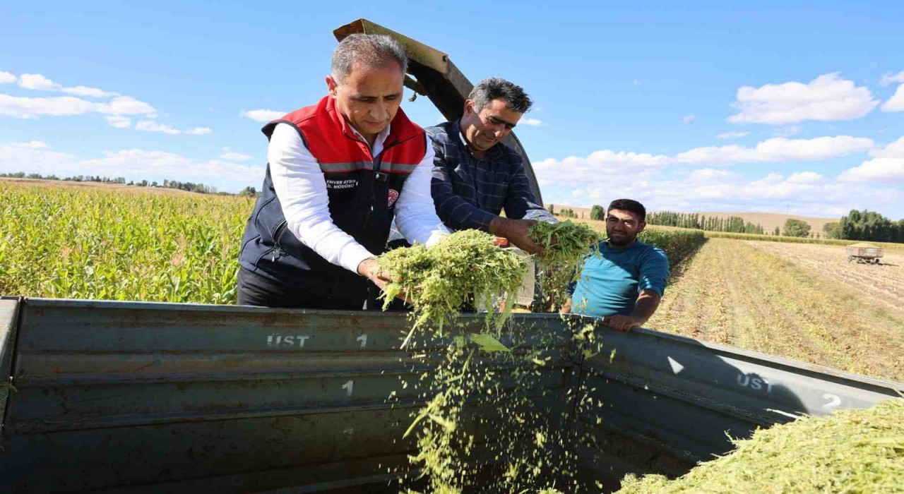 Karsta silajlık mısır hasadı