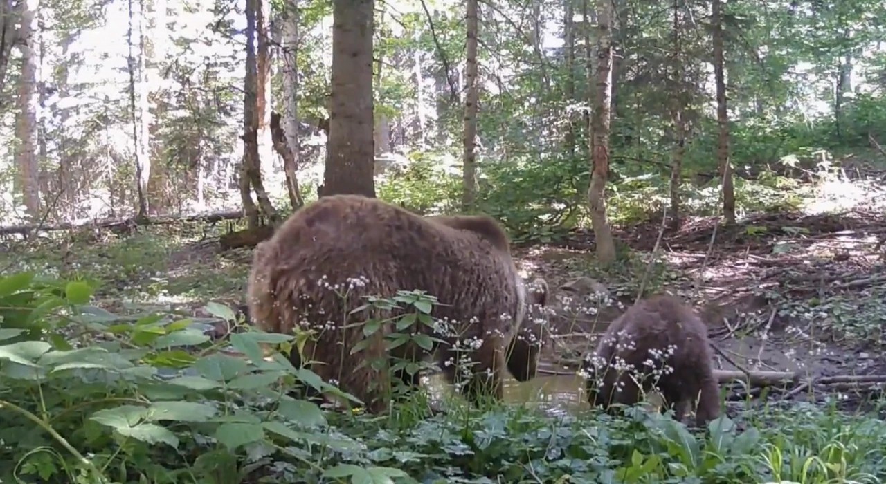 Kastamonuda anne ayı ve yavrusu, su içerken fotokapana yakalandı