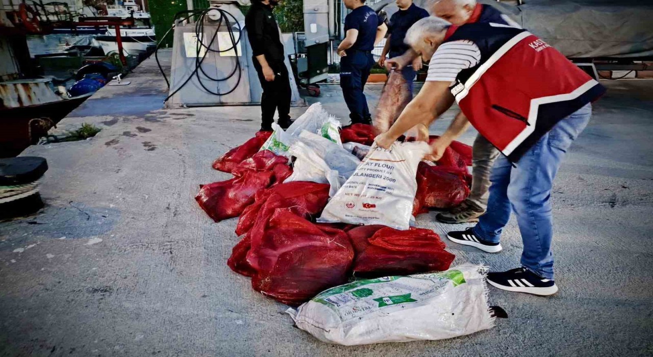 Kastamonuda kaçak avlanan 142 kalkan balığına el konuldu