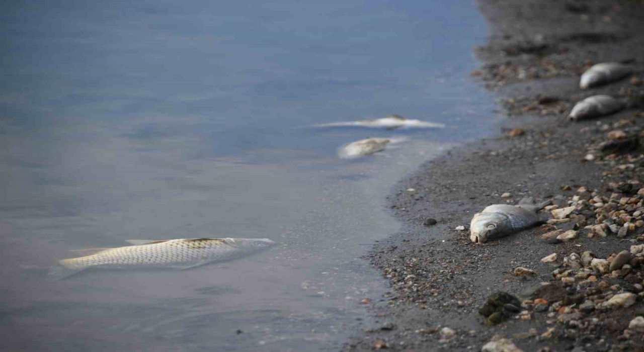 Kastamonuda su seviyesi düşen barajda ölen balıklar kıyıya vurdu
