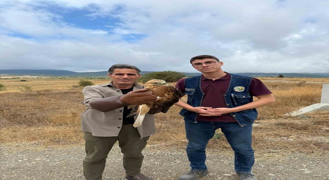 Kastamonuda yaralı halde bulunan şahin tedavi altına alındı