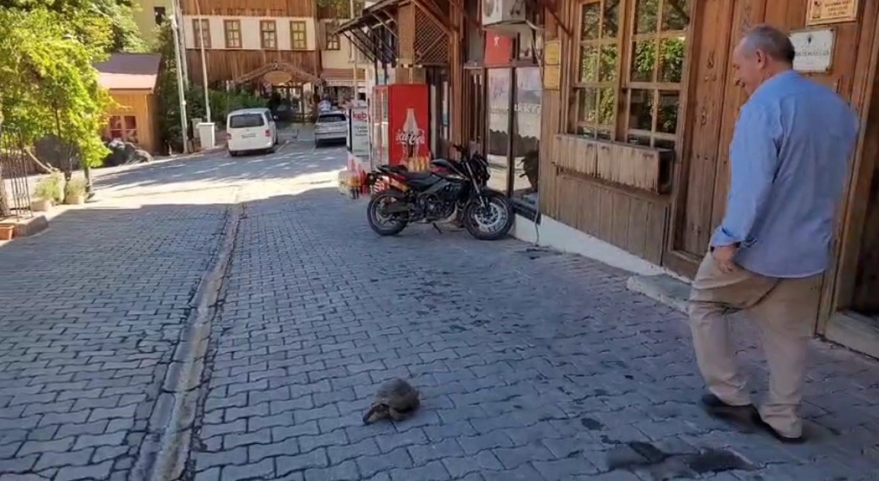 Kemaliye sokaklarında dolaşan kaplumbağa ilgi odağı oldu