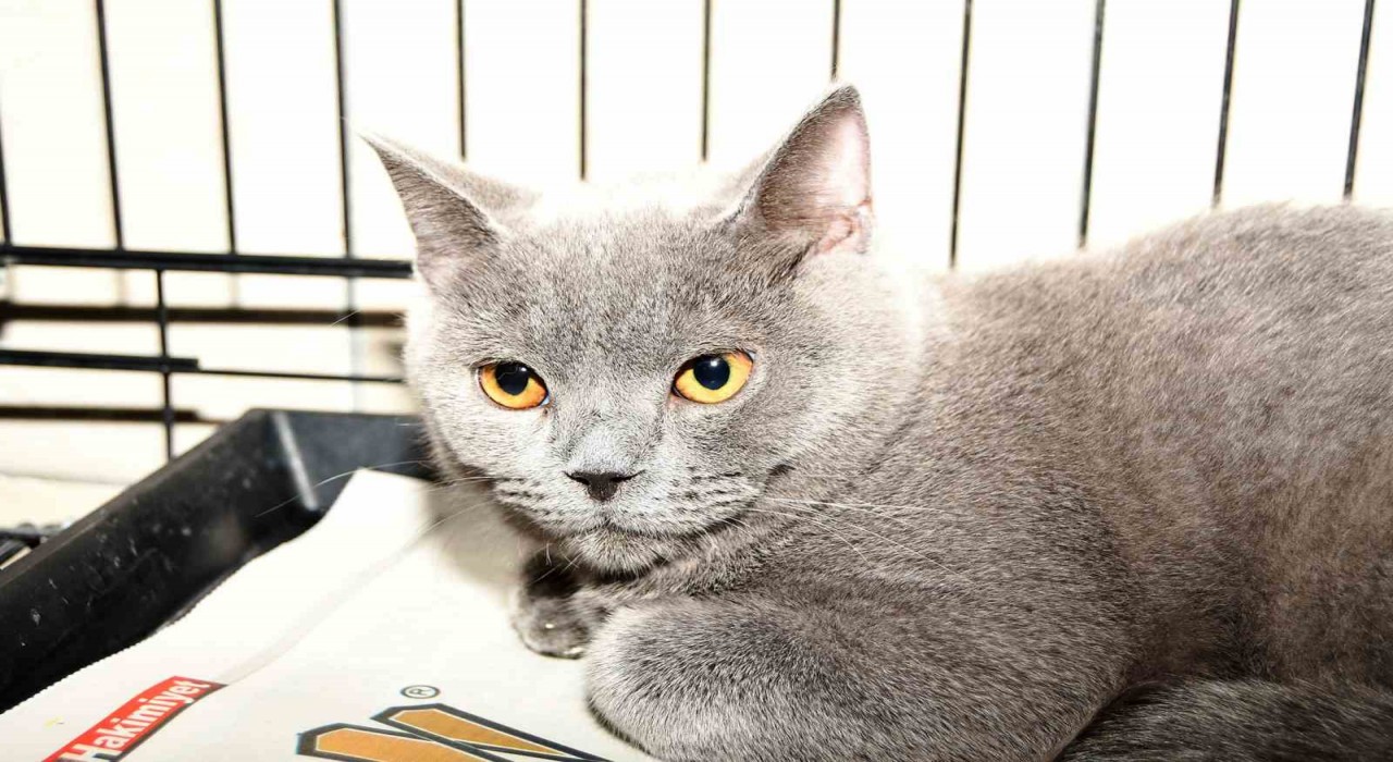 Kemerde 27 köpek ve 122 kedi kısırlaştırıldı