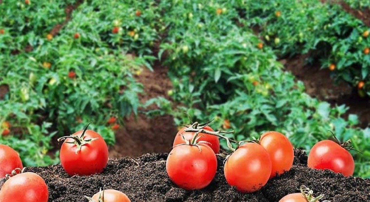 Kendi hammaddesini üretecek