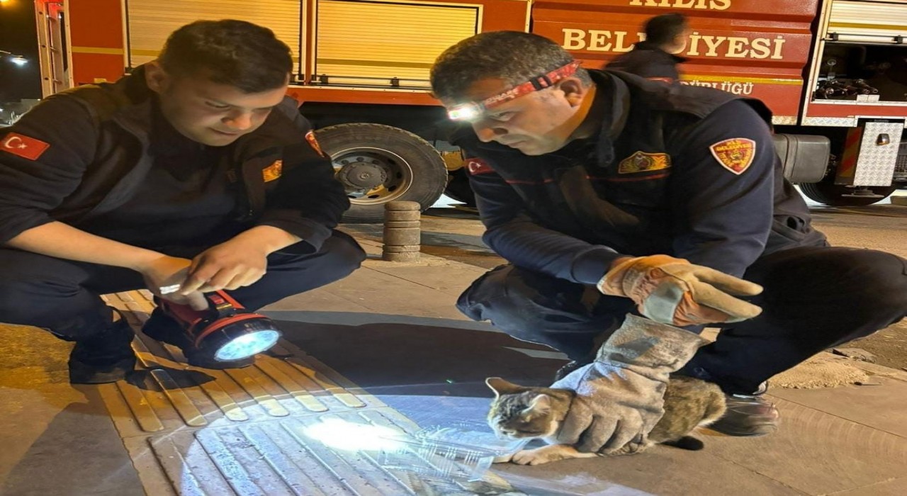 Kiliste 3 gündür ağaçta mahsur kalan kedi kurtarıldı