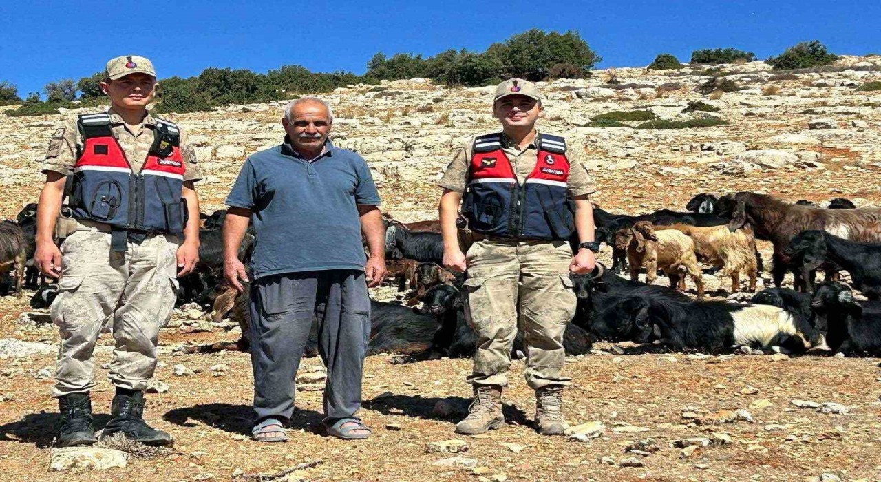 Kiliste kaybolan 100 küçükbaş hayvan bulundu