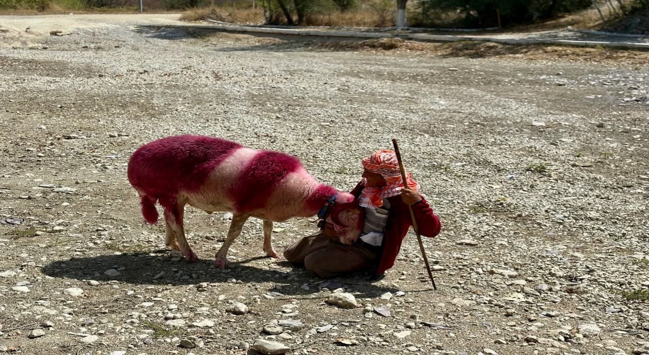 Kınalı koyunlar suya değil, kurumuş toprağa atladı