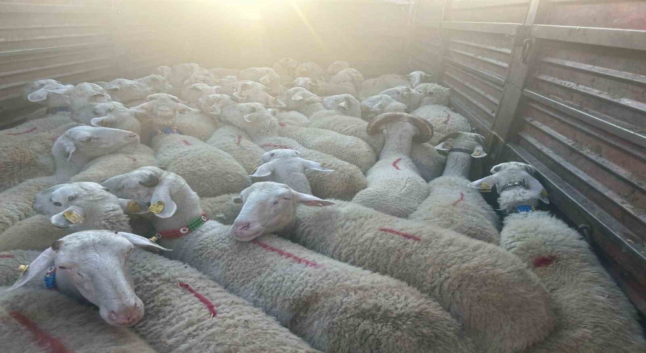 Kırklarelinde 57 kaçak hayvan yakalandı