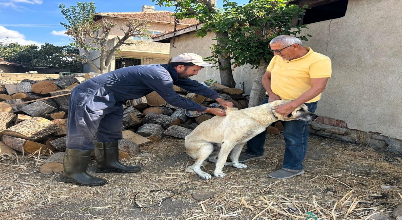 Kırklarelinde kedi ve köpeklere çip takılıyor