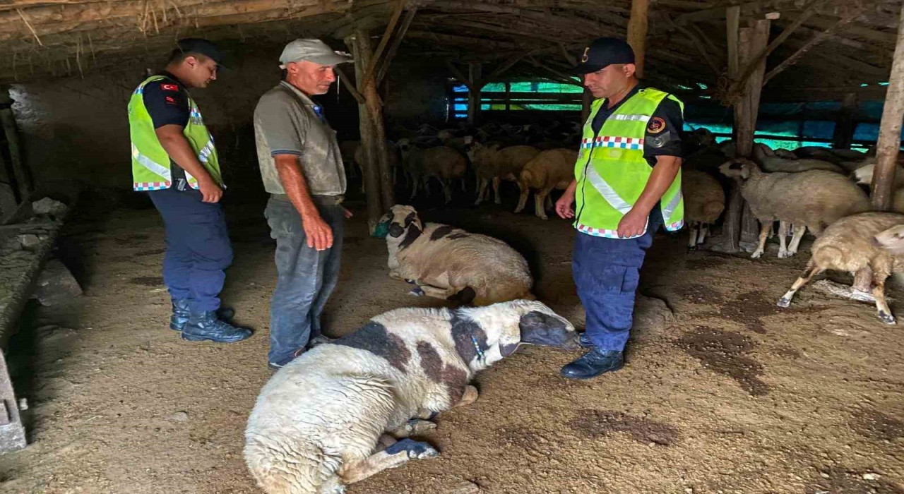 Kırşehirde kayıp küçükbaş hayvanlar bulundu