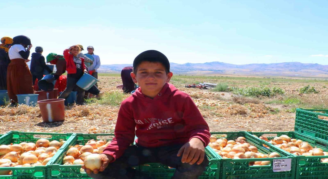 Kışlık soğanın ilk hasadı başladı