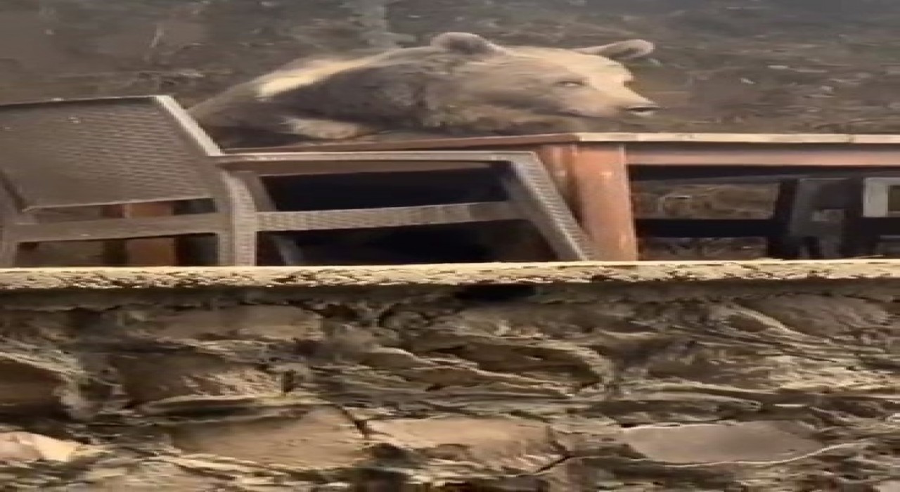 Kızılcahamamda lokantaya giren ayı masaya oturup servis bekledi