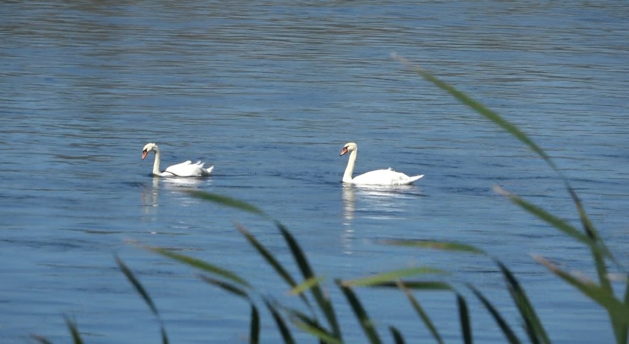 Kızılırmakta kuğuların dansı görsel şölen oluşturdu