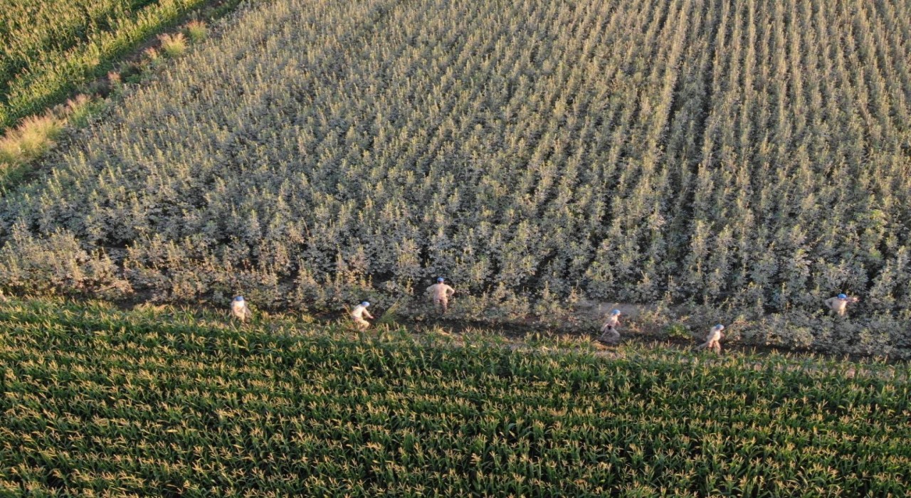 Koçarlıda 37 kök kenevir ele geçirildi
