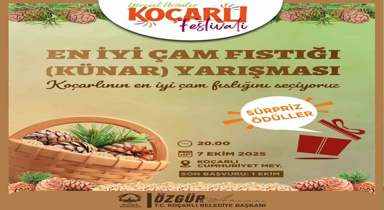 Koçarlıda çam fıstığının en iyisi seçilecek