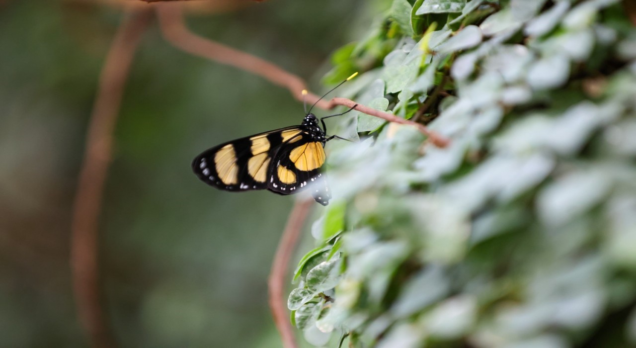 Konya Tropikal Kelebek Bahçesi ziyaretçilerin gözdesi olmaya devam ediyor
