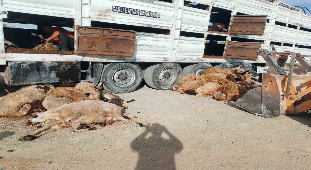 Konyada devrilen tırdaki 147 küçükbaş hayvan telef oldu