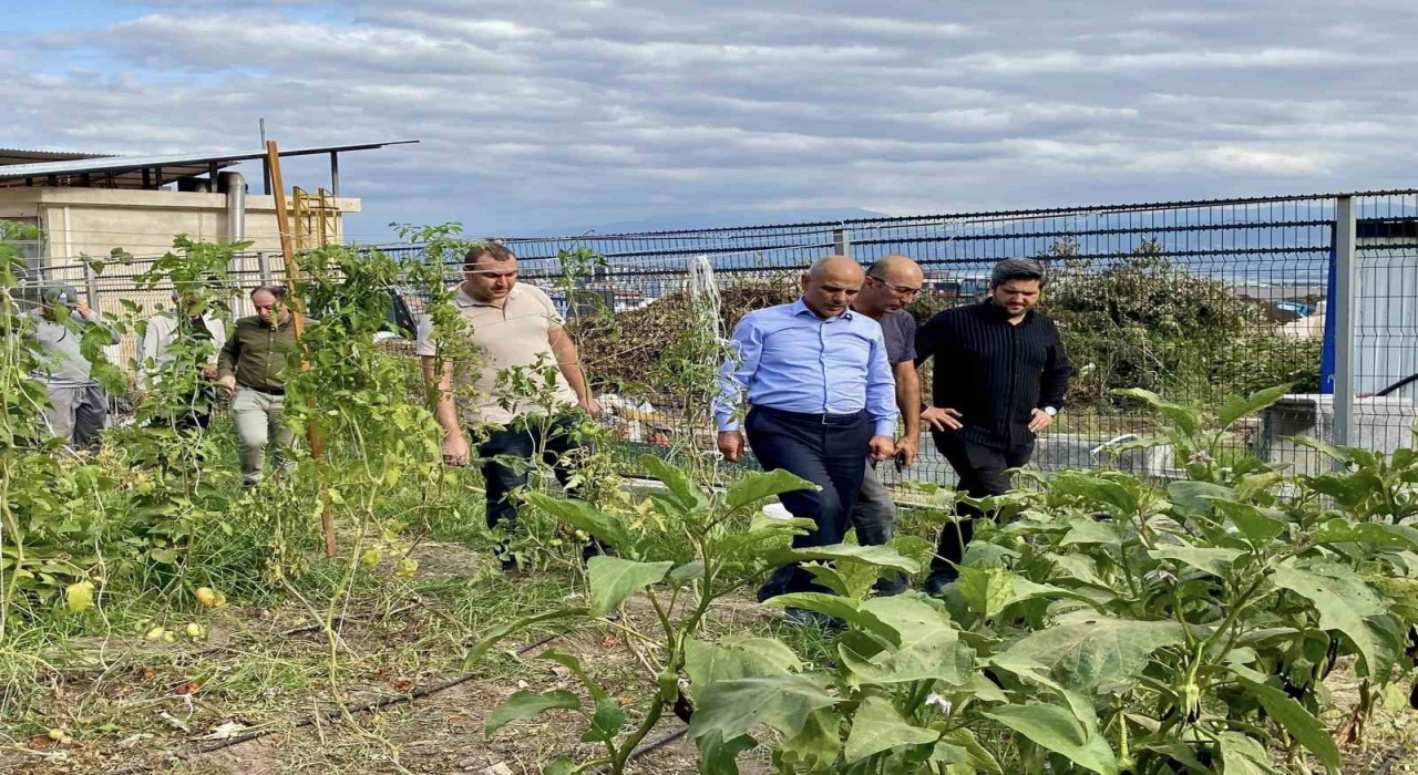 Körfezde ata tohumlarının ilk hasadı yapıldı