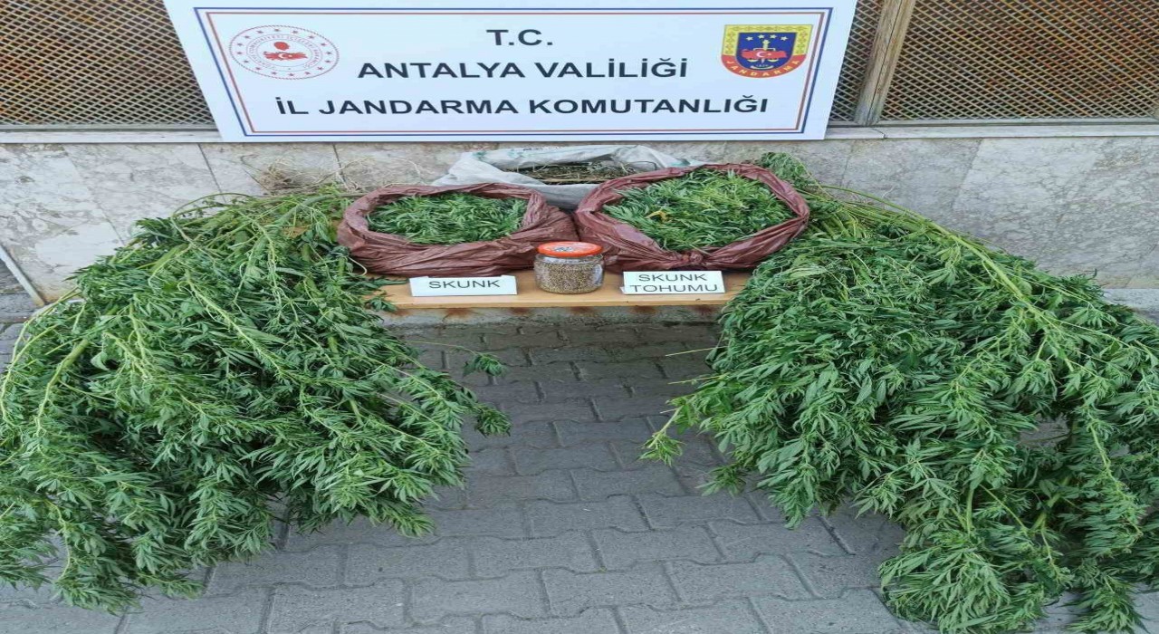 Korkutelinde 11,5 kilo skunk ele geçirildi