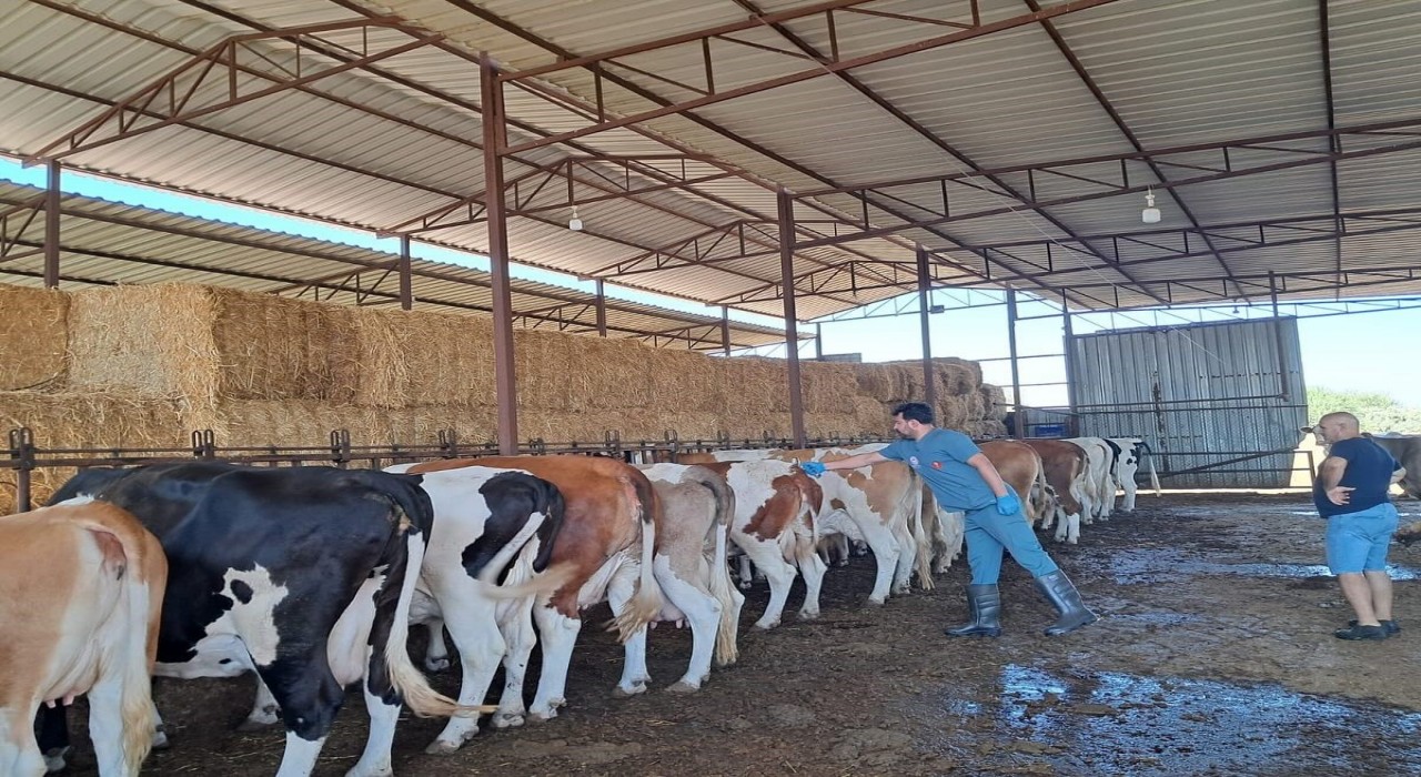 Köşkte şap aşılaması başladı