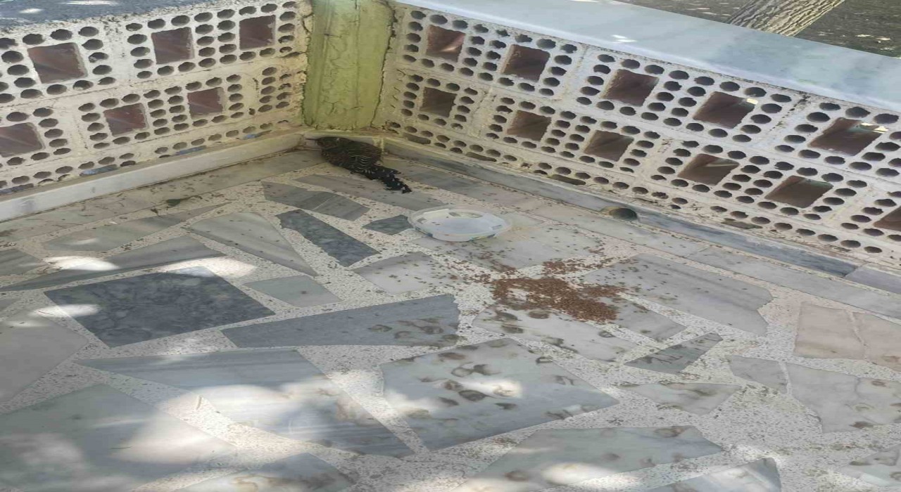 Kuluda yaralı ebabil kuşuna şefkat eli